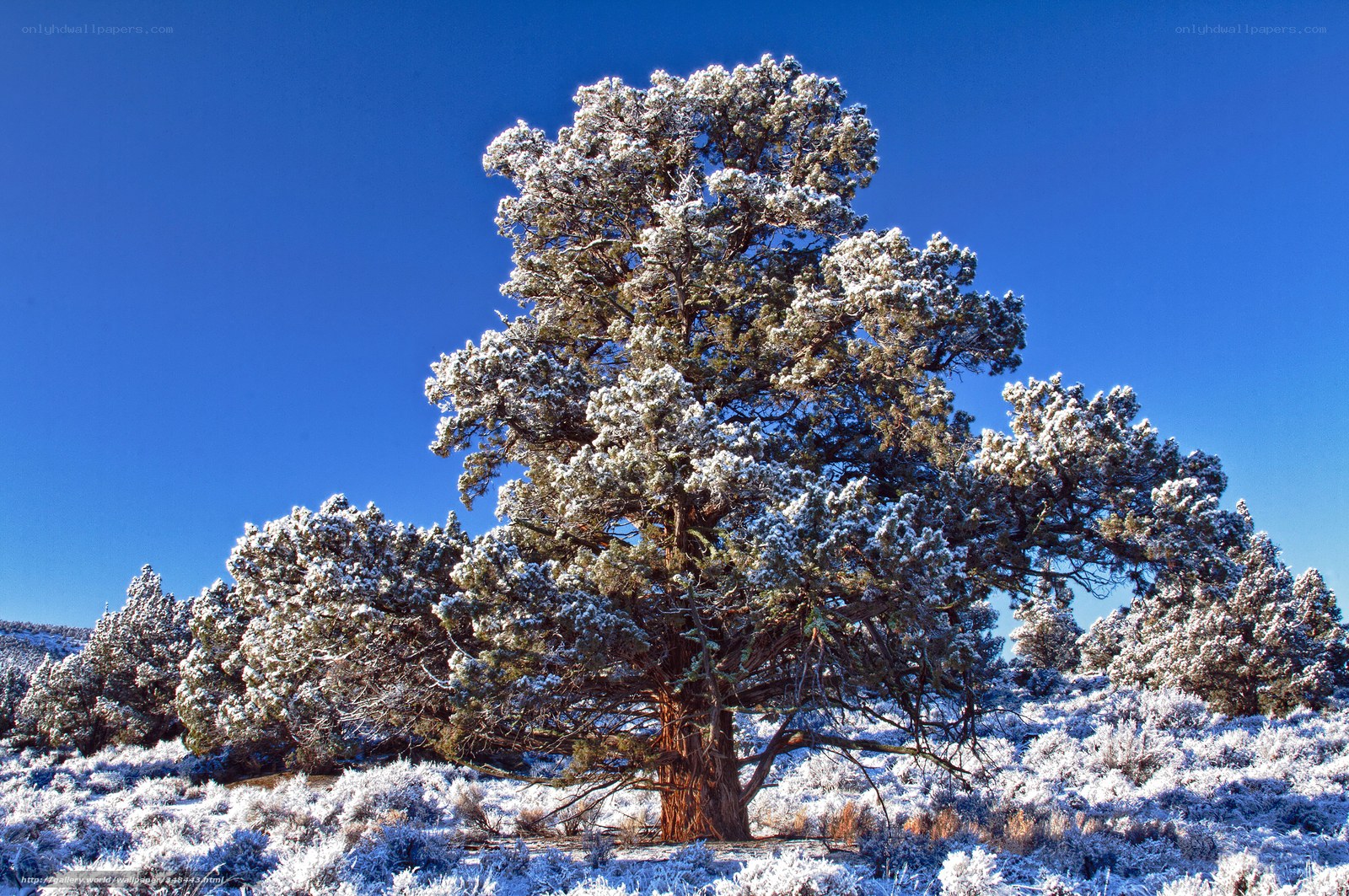 Snow-covered tree in blue sky
