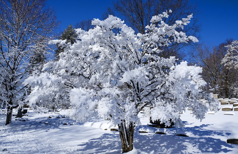 Snow-covered Tree in Cemetery