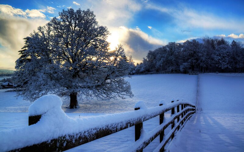 Snow-covered Tree in Field — Blue, Serene