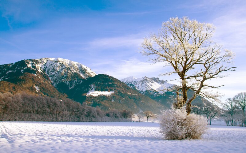 Snow-covered Tree in Field — Blue, Serene, Winter