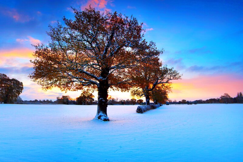 Snow-covered Tree in Field — Blue