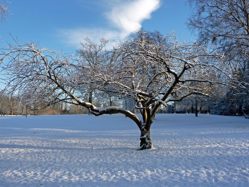 Snow-covered Tree in Field