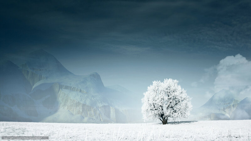 Snow-covered Tree in Field — White, Dramatic