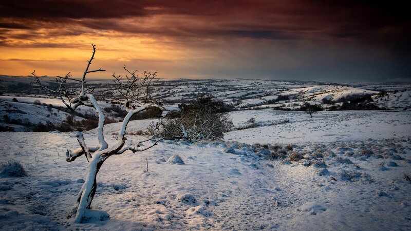 Snow-covered Tree in Field — White, Dramatic, Winter