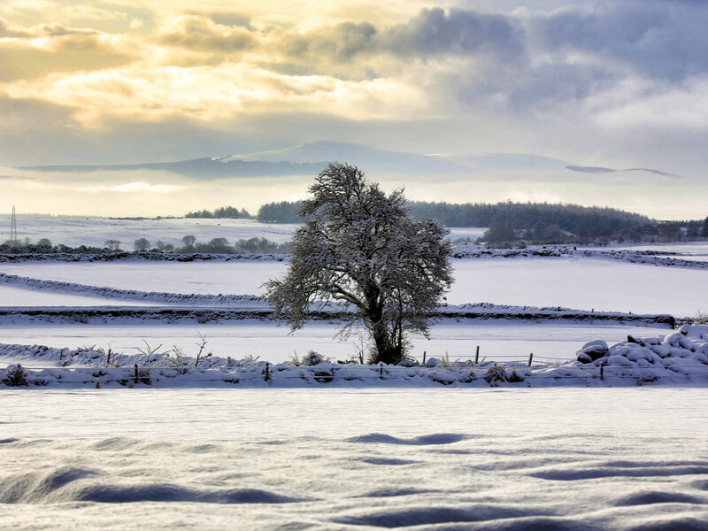 Snow-covered Tree in Field — White, Serene