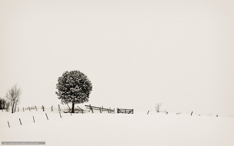 Snow-covered Tree in Field — White, Serene, Winter, Photograph, Fence, Snow