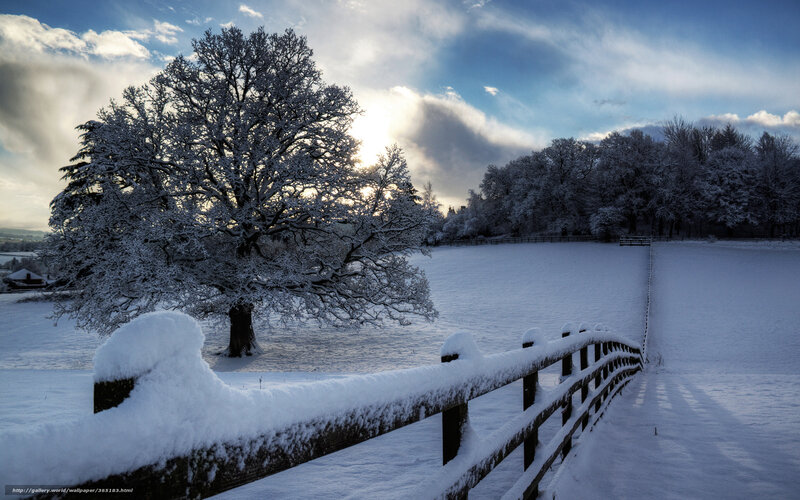Snow-covered Tree in Field — White, Serene, Winter, Photograph, Fence