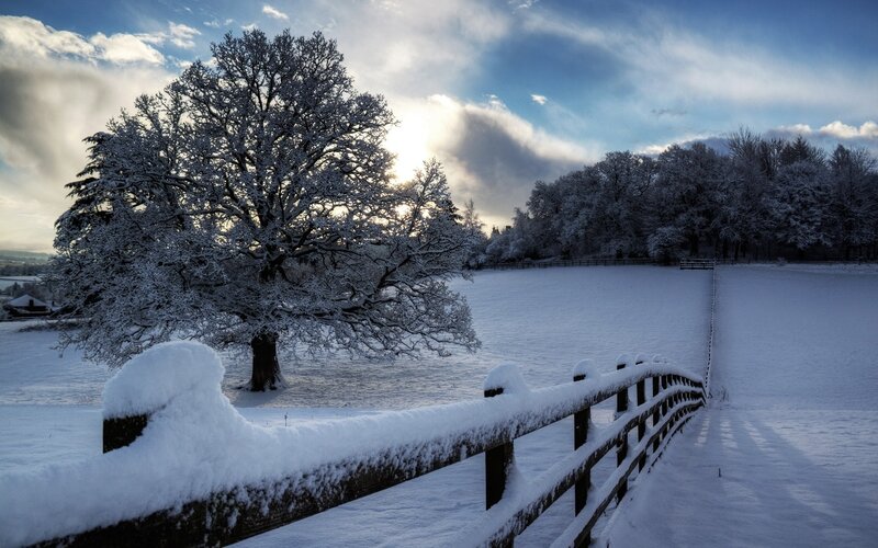 Snow-covered Tree in Field — White, Serene, Winter, Photograph, Fence, Trees, Sky