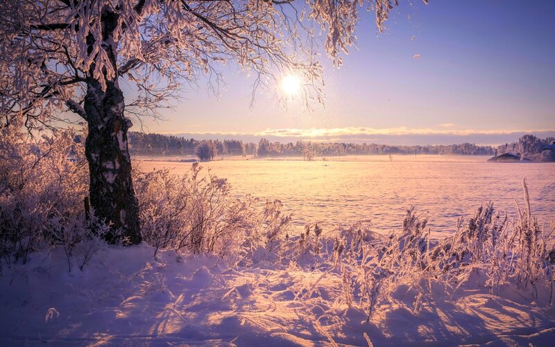 Snow-covered Tree in Field — White, Serene, Winter