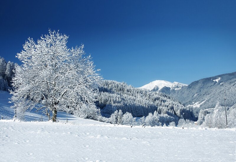 Snow-covered Tree in Field — White