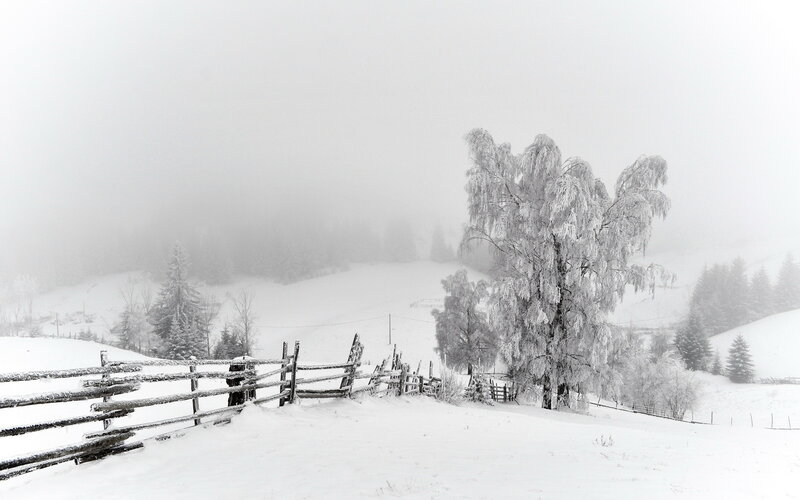 Snow-covered Tree in Fog — White, Serene