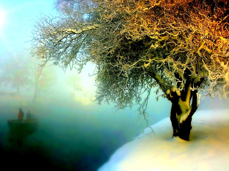 Snow-covered Tree in Fog — White
