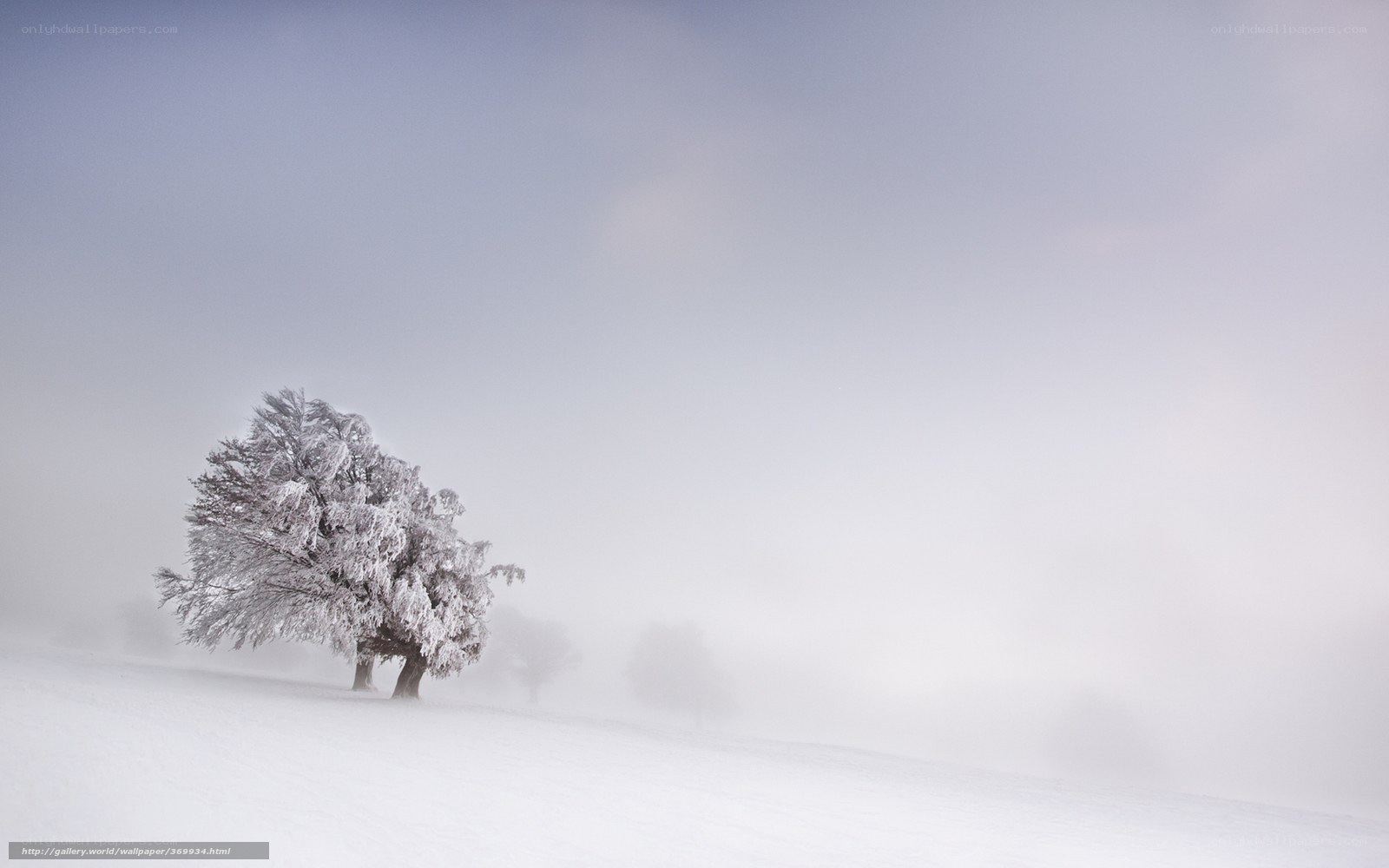 Snow-covered tree in fog