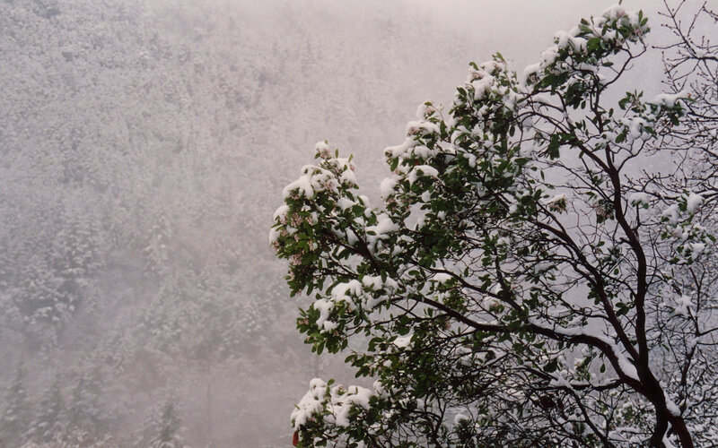 Snow-covered tree in foggy forest