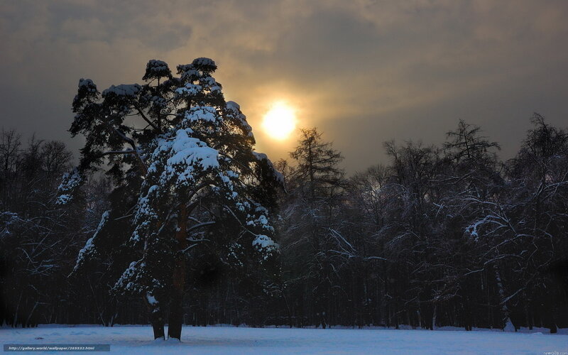 Snow-covered Tree in Forest — White, Dramatic