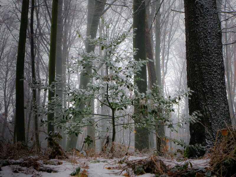 Snow-covered Tree in Forest — White, Serene, Winter, Photograph, Trees