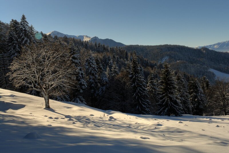 Snow-covered Tree in Forest — White