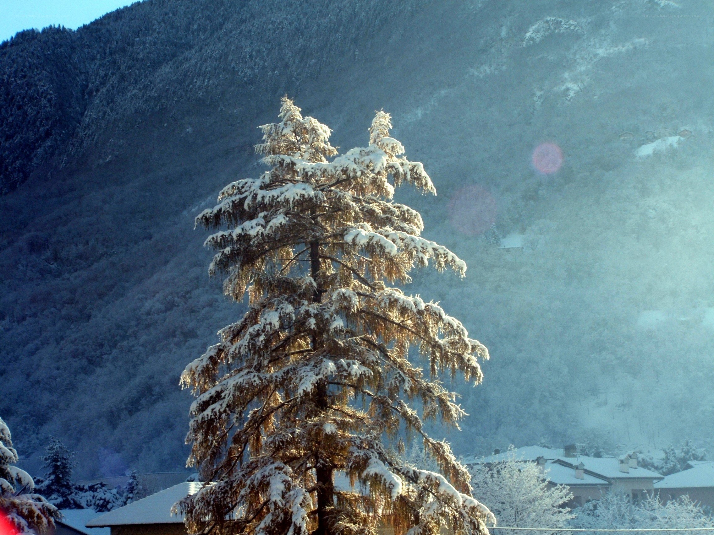 Snow-covered tree in mountain valley
