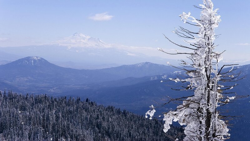 Snow-covered Tree in Mountains — Blue