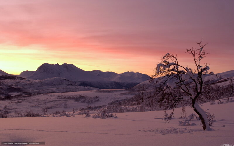 Snow-covered Tree in Mountains — Pink