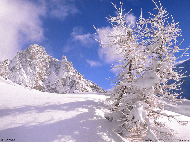 Snow-covered Tree in Mountains — White