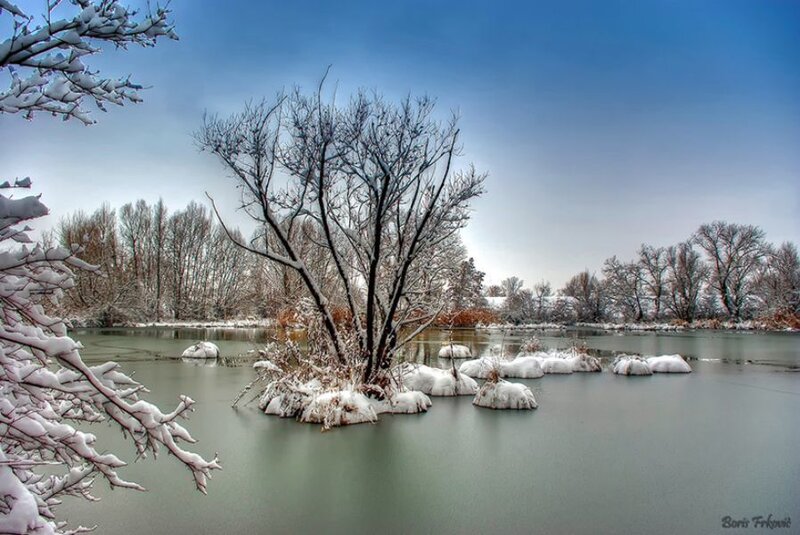 Snow-covered Tree in Pond