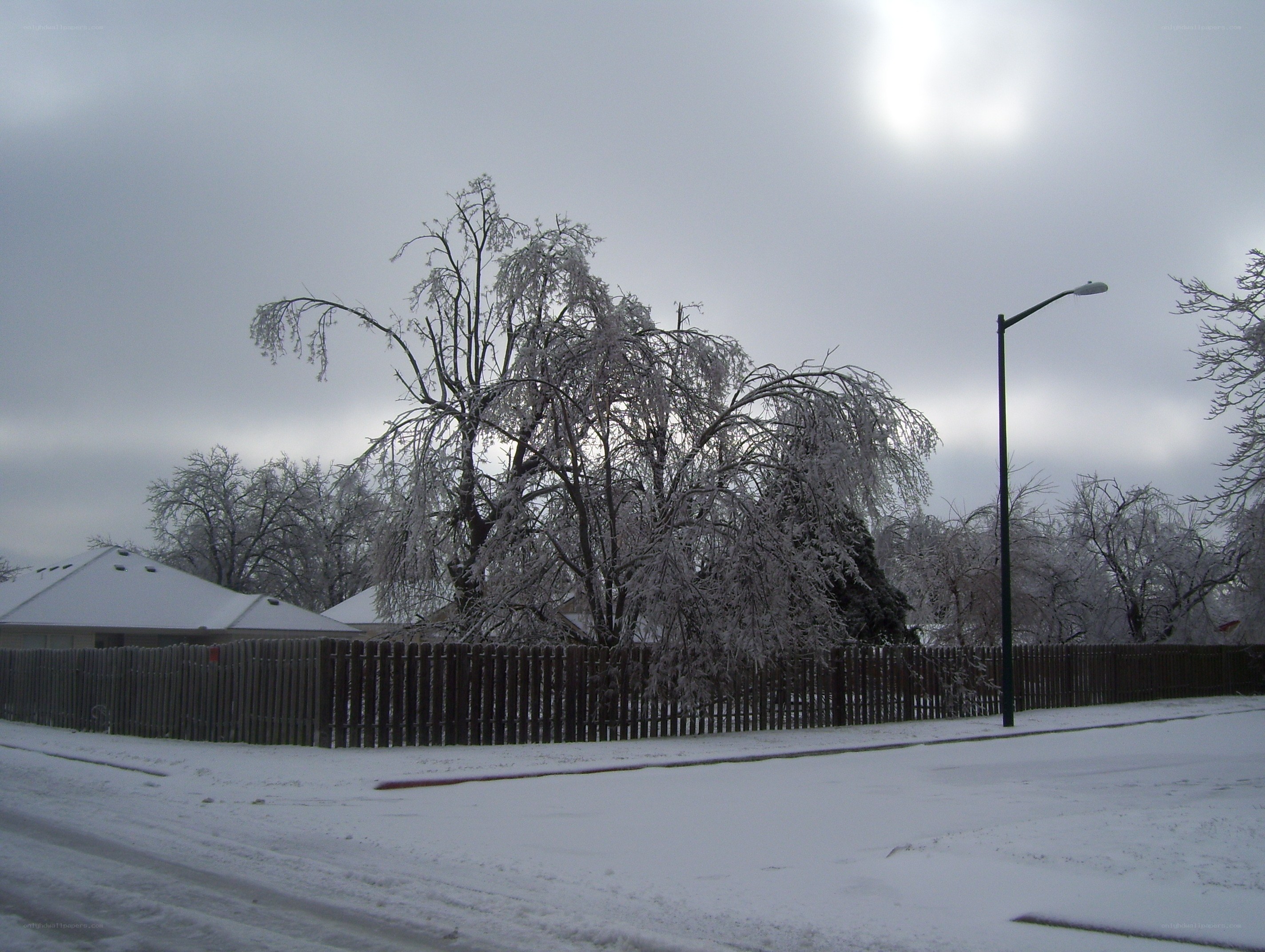 snow-covered tree in residential area