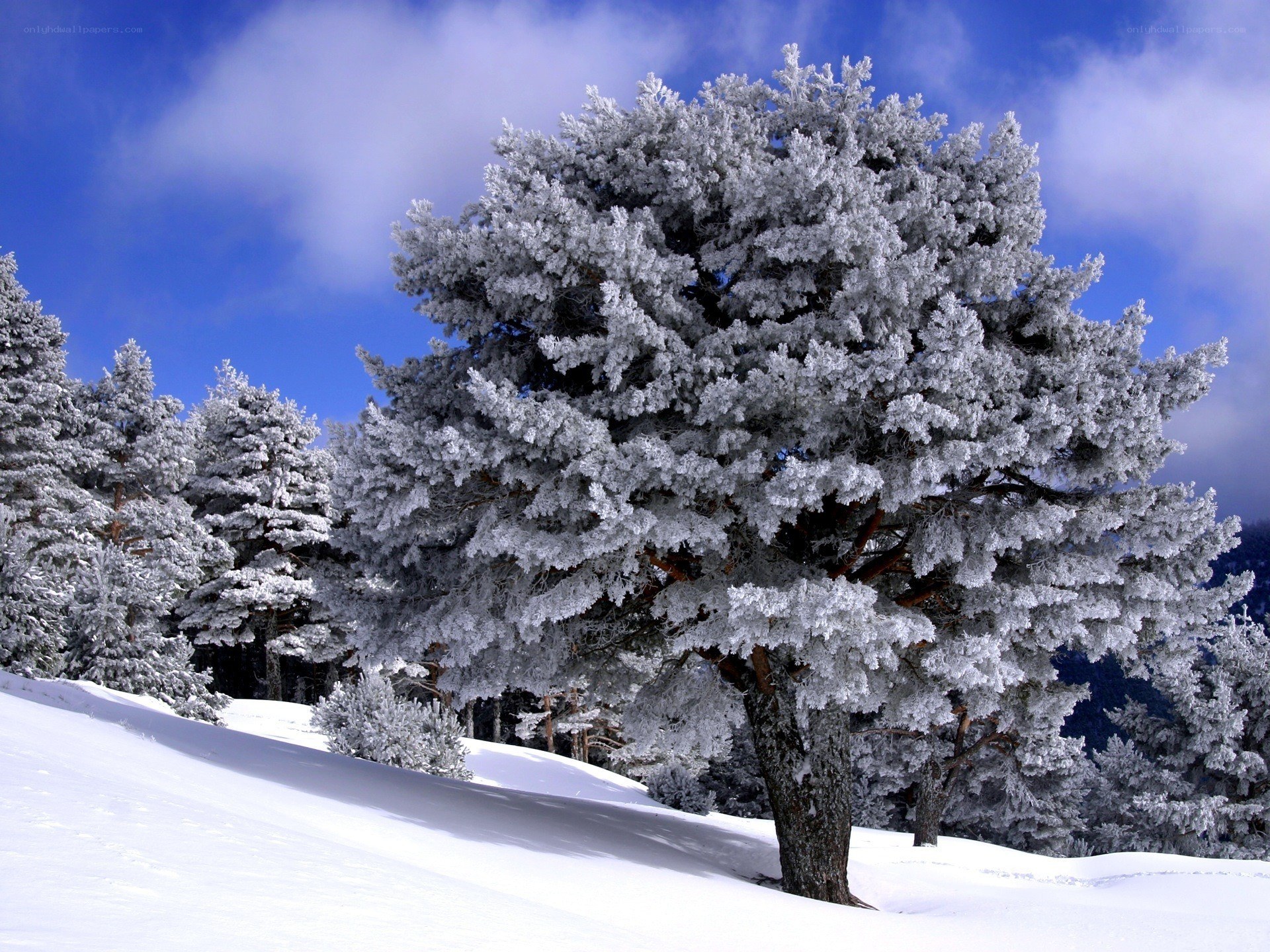 Snow-covered tree in winter