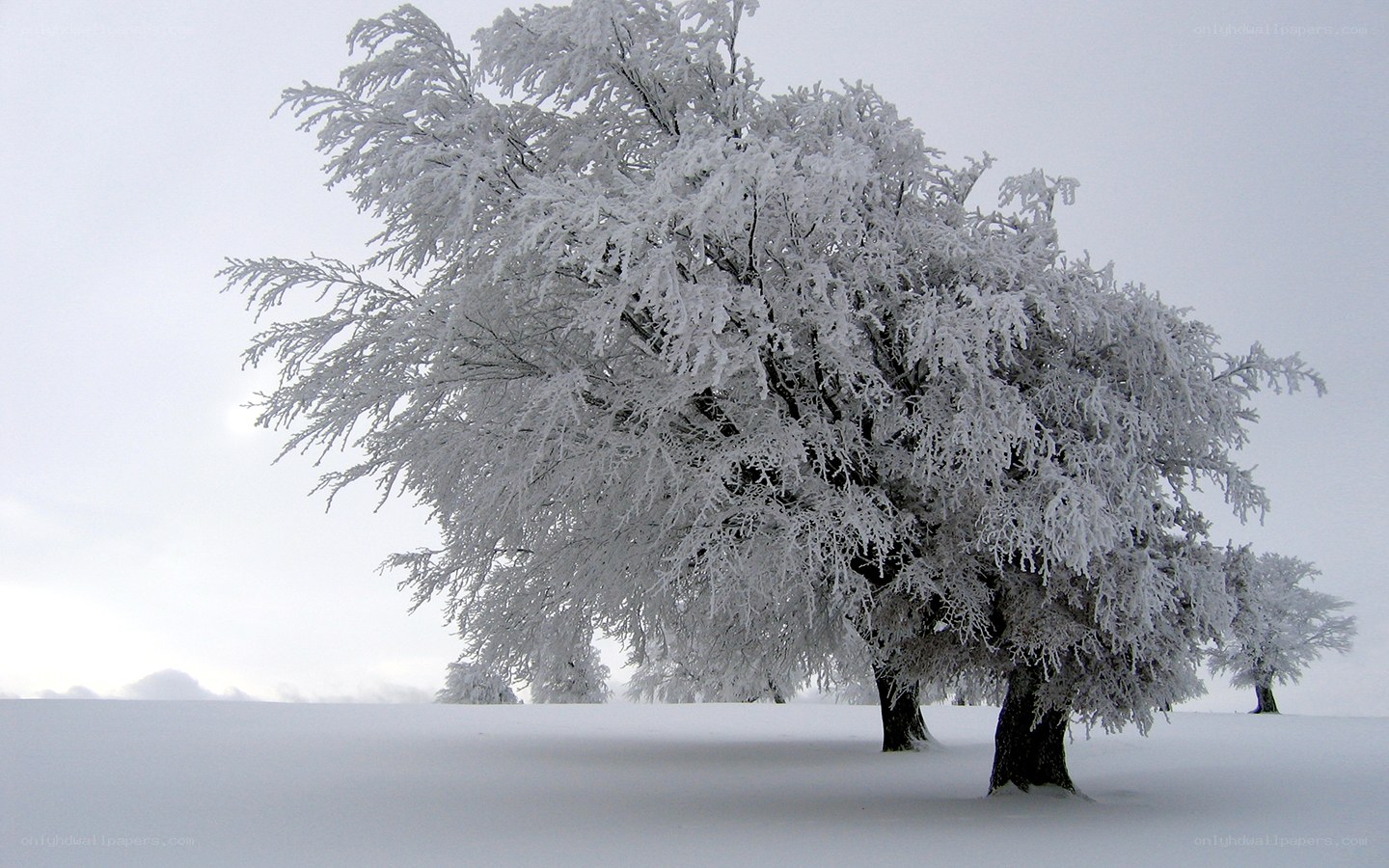 Snow-covered tree in winter