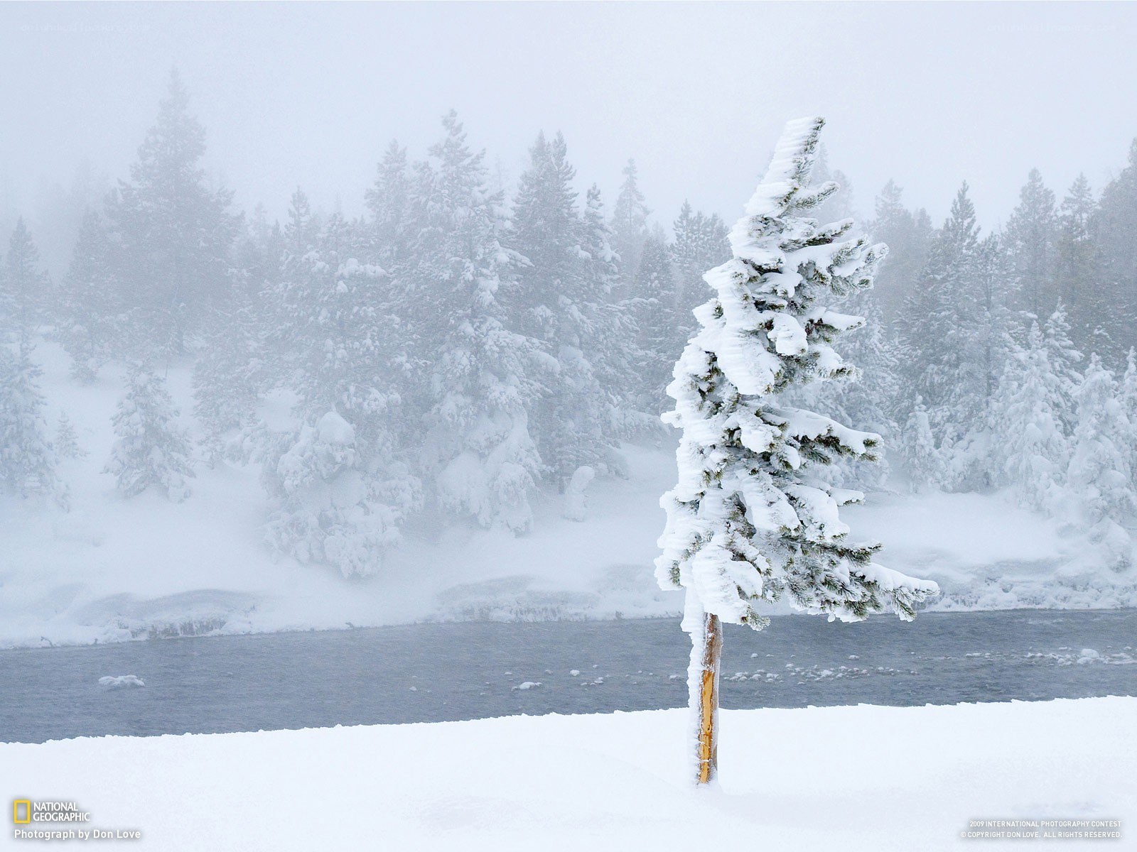 Snow-covered tree in winter