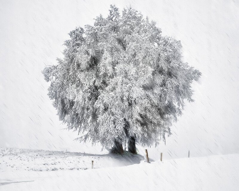 snow-covered tree in winter