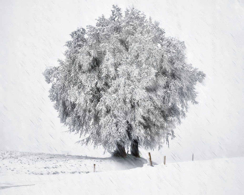 snow-covered tree in winter