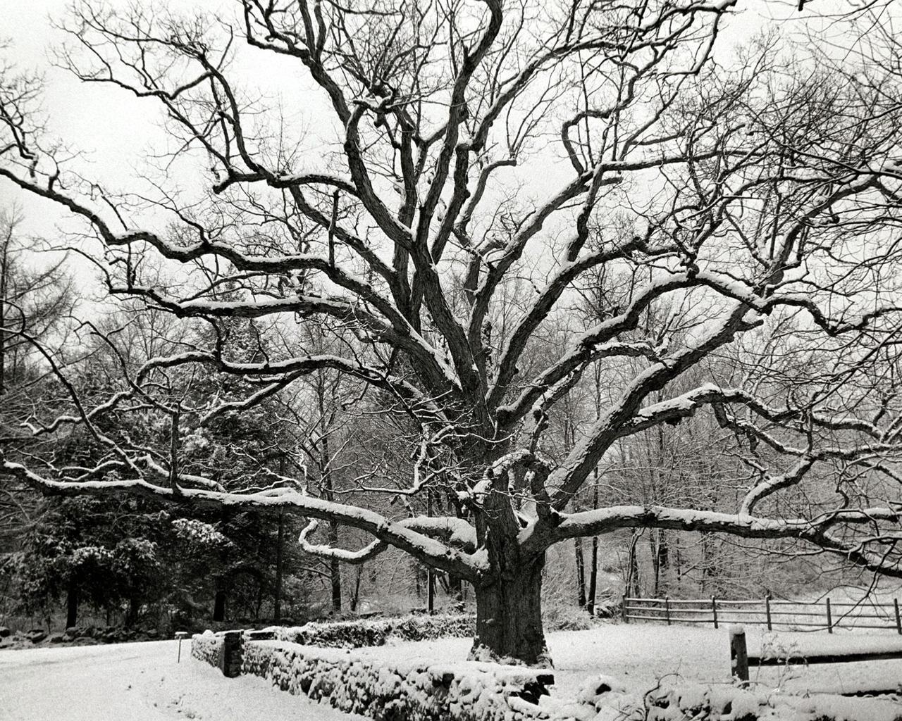 Snow-covered tree in winter