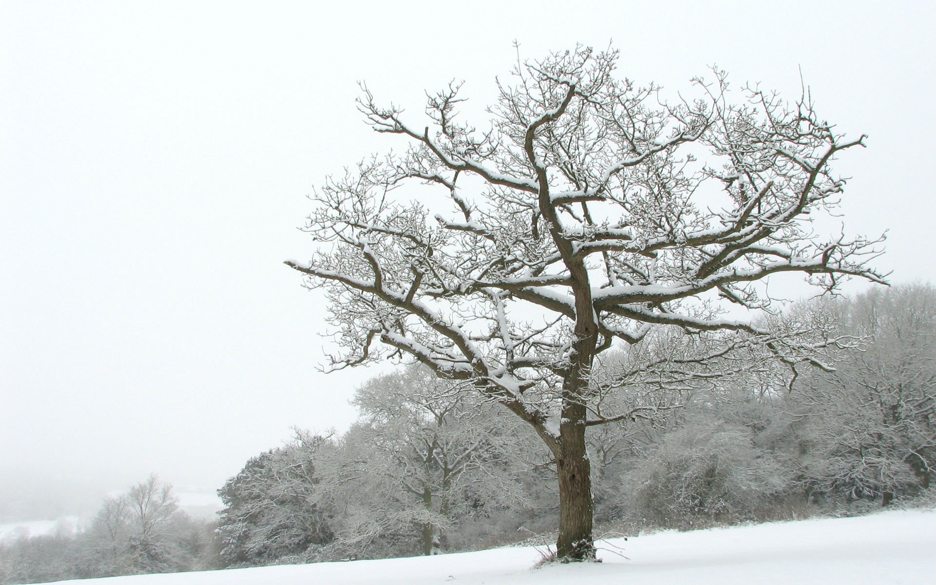 Snow-covered tree in winter