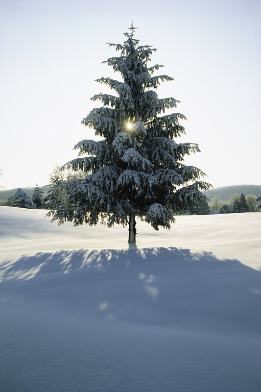 Snow-covered tree in winter