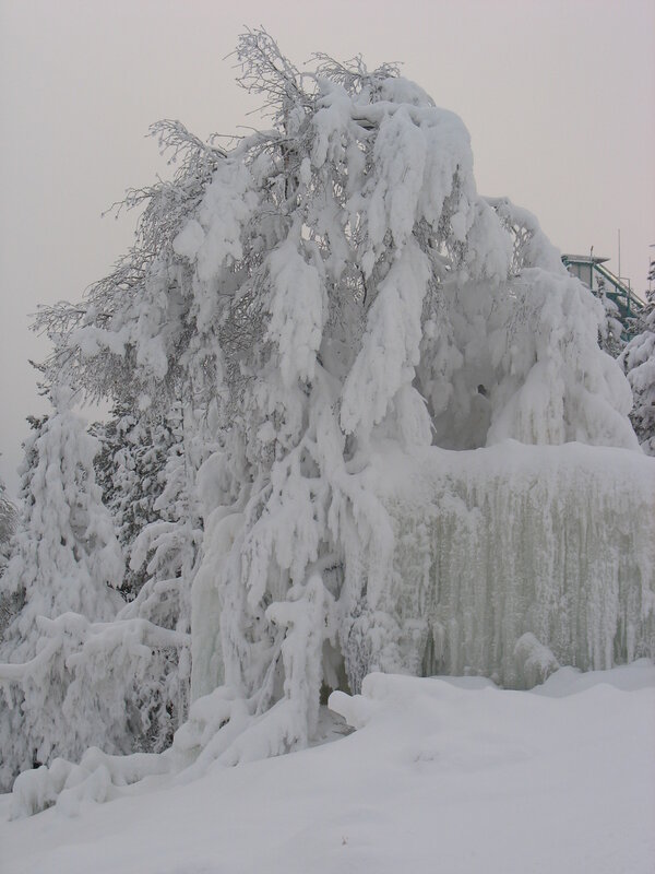snow-covered tree in winter