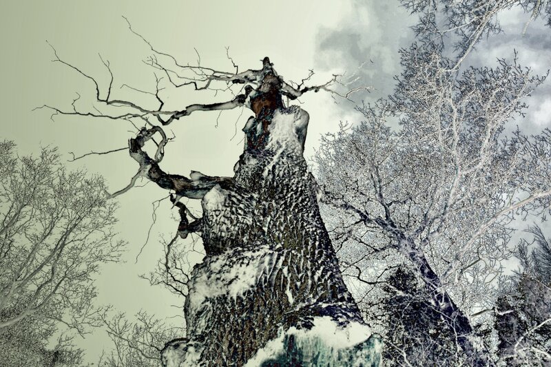 snow-covered tree in winter