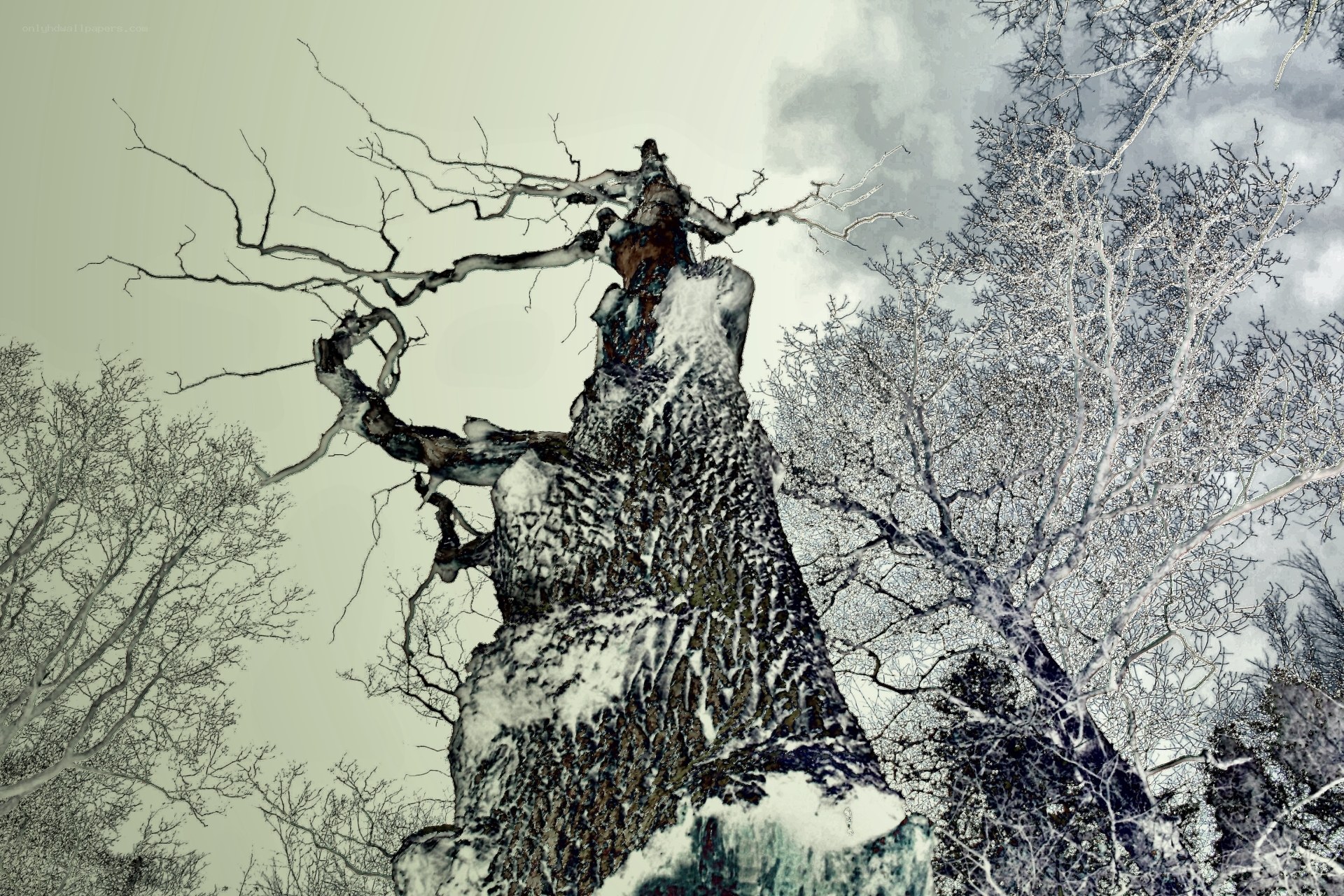 snow-covered tree in winter