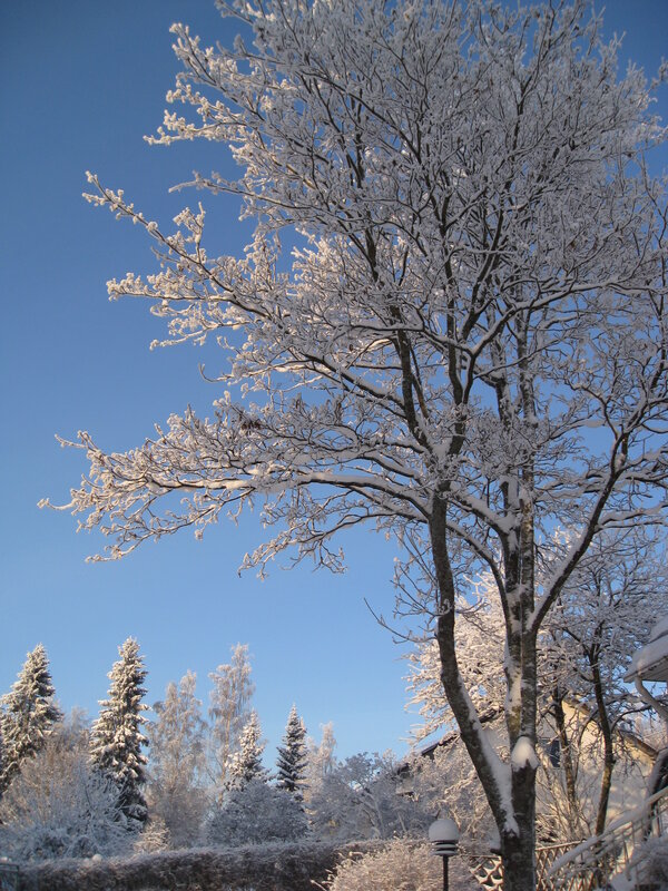 Snow-covered tree in winter