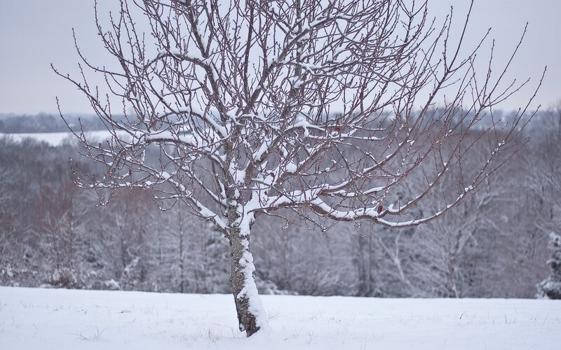 Snow-covered tree in winter