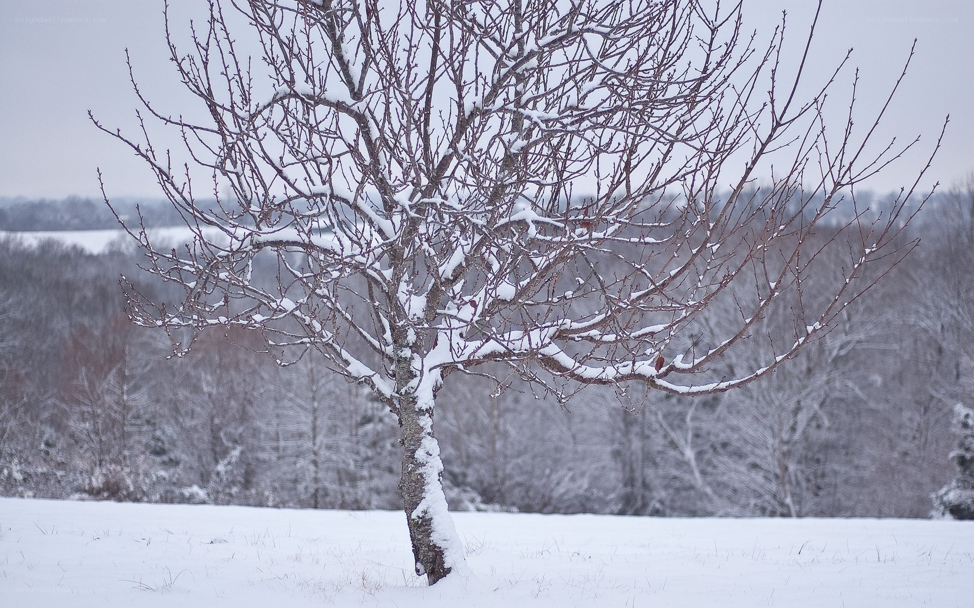 Snow-covered tree in winter