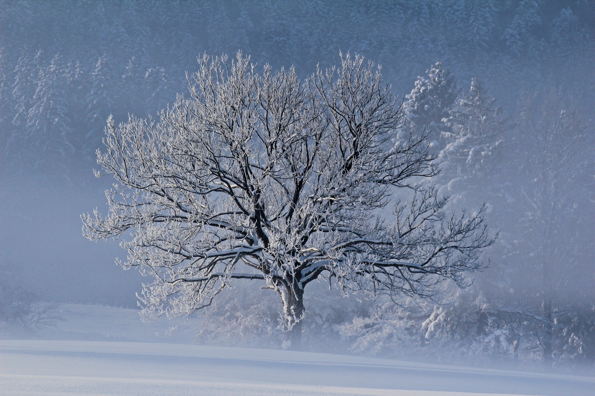 Snow-covered tree in winter