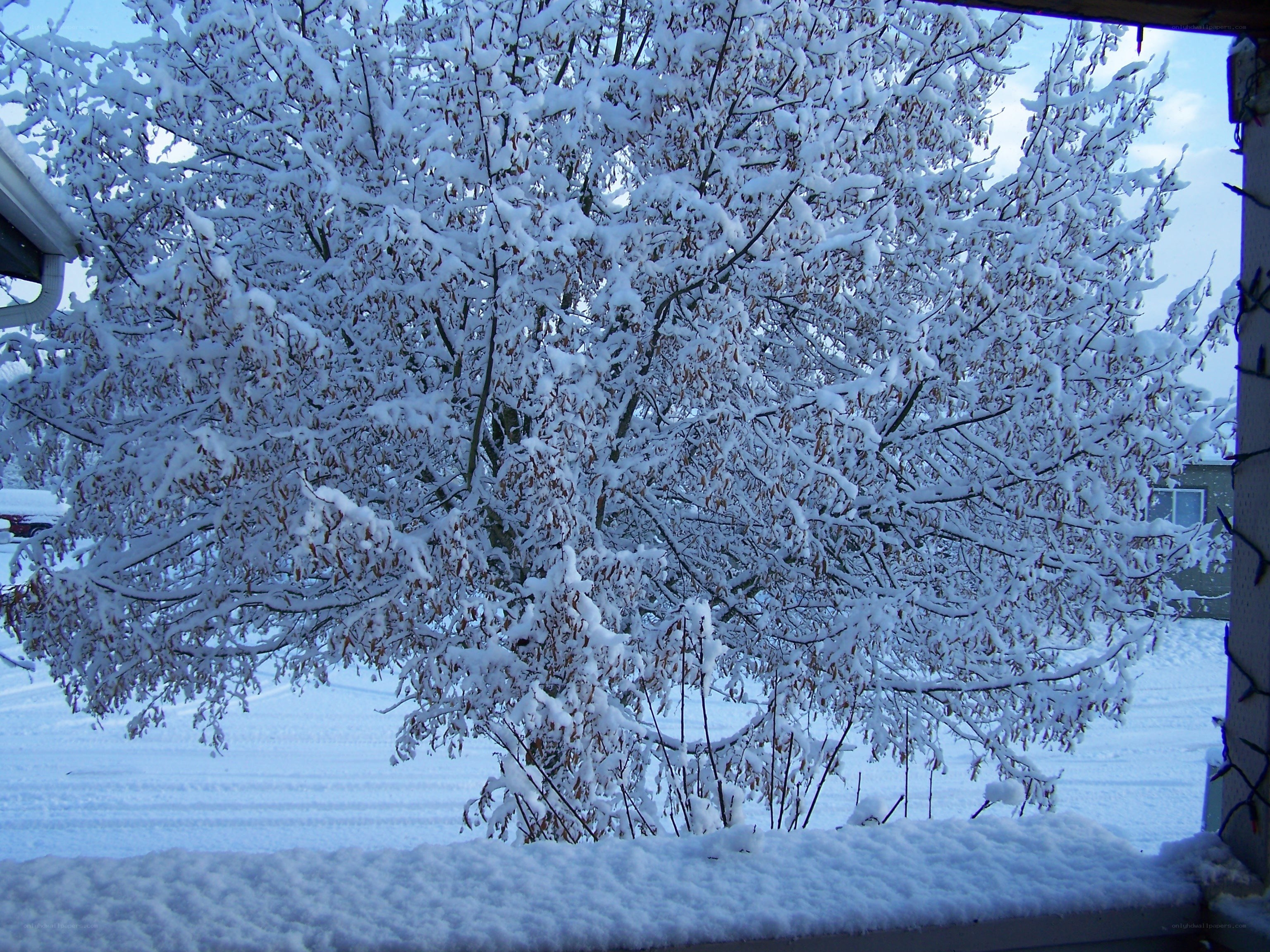 Snow-covered tree in winter