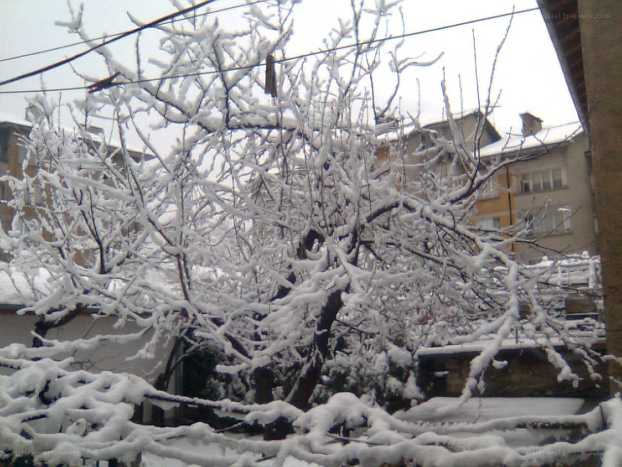 Snow-covered tree in winter