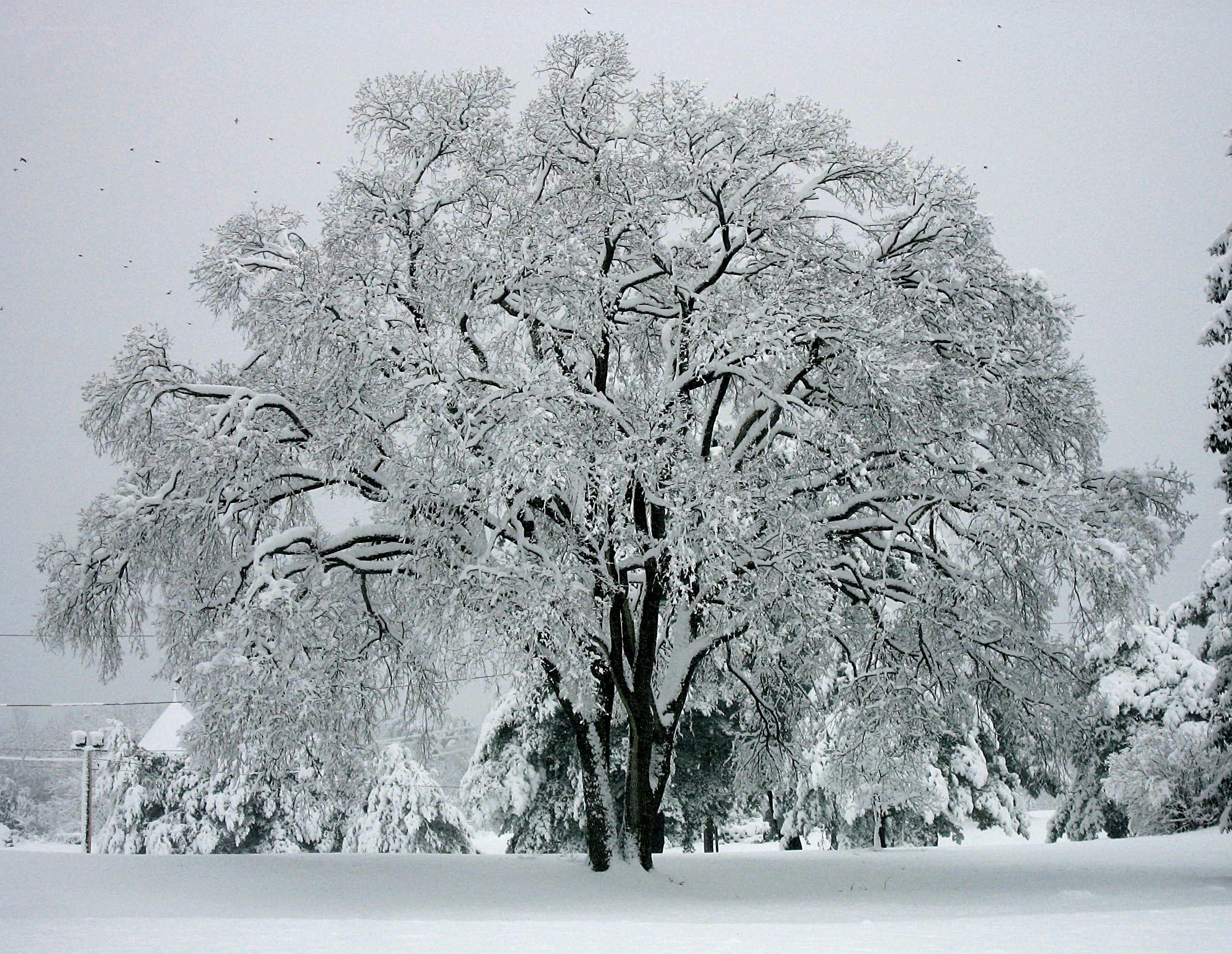 snow-covered tree in winter