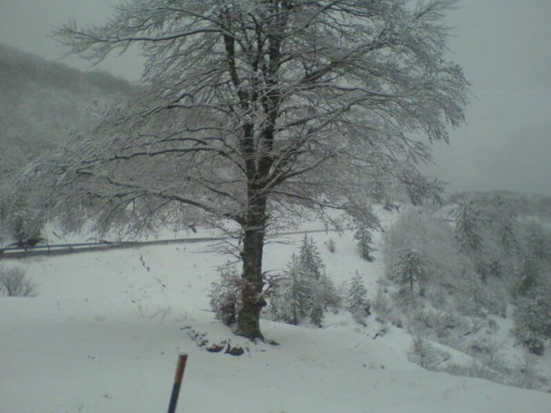 Snow-covered tree in winter