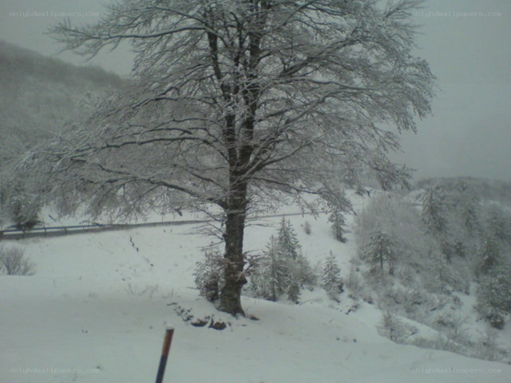 Snow-covered tree in winter