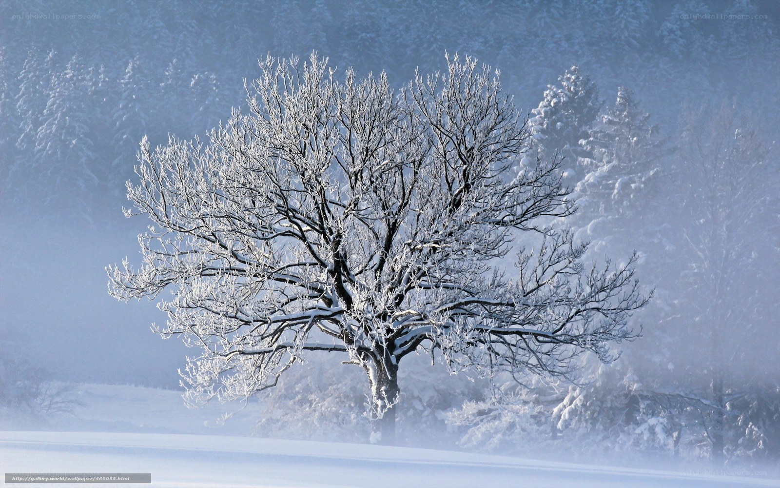 Snow-covered tree in winter