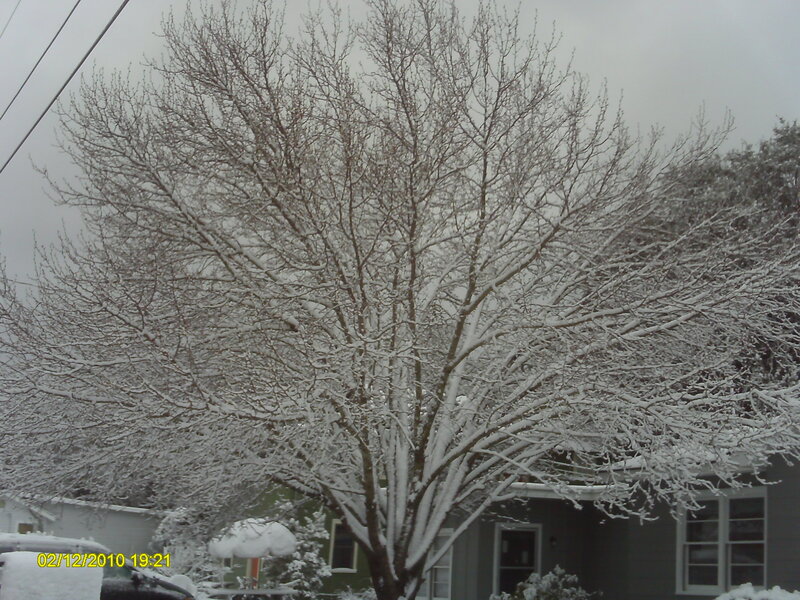 Snow-covered tree in winter