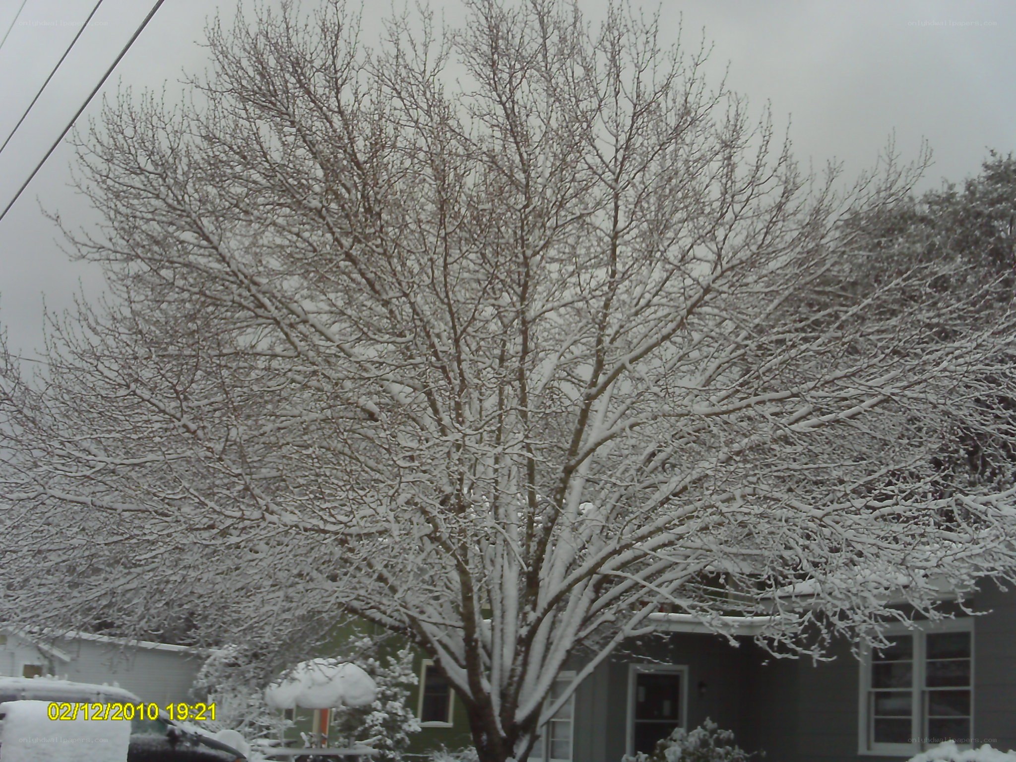 Snow-covered tree in winter